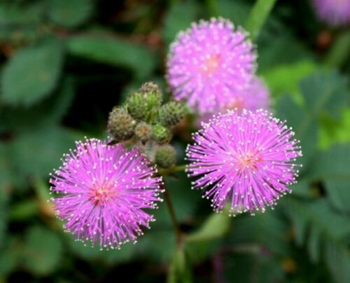 Semillas de plantas sensibles - Mimosa pudica - Touch Me Not flores hierbas semillas de plantación - Imagen 3 de 7