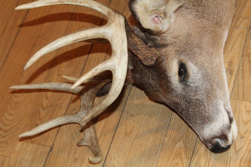 Whitetail Deer Head Shoulder Mount Taxidermy Cape Shed Antler Hunt Mule Rack - Picture 13 of 13