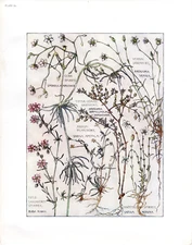 1910 Rare Exquisite Isabel Adams Chromolithograph Pearlwort & Spurry