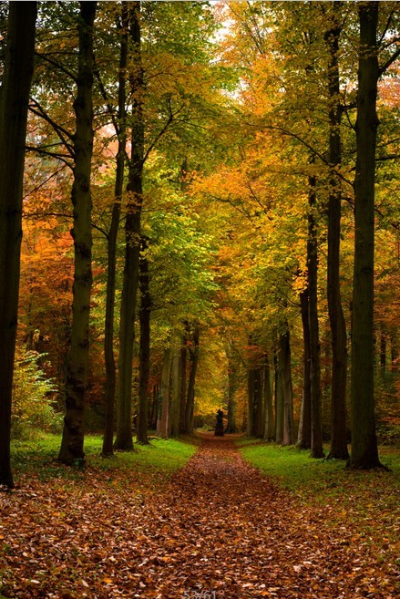 3D Autumn ruhigen Straße027 Fototapeten Wandbild Fototapete Bild Tapete Familie 3D Autumn ruhigen Straße027 Fototapeten Wandbild Fototapete Bild Tapete Familie