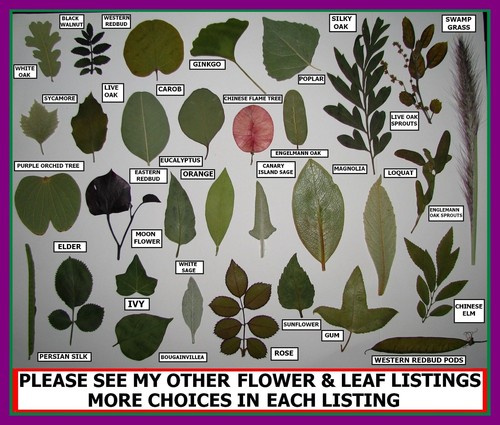 Pressed Dried Leafs Leaves Art Craft Supply Ginkgo Oak Rose Bougainvillea Trees - Picture 2 of 12