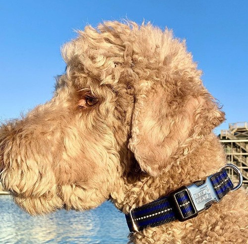 Black Rhino - das Hybrid gestreifte Hundehalsband (klein) für mittelgroße Rassen  - Bild 5 von 5