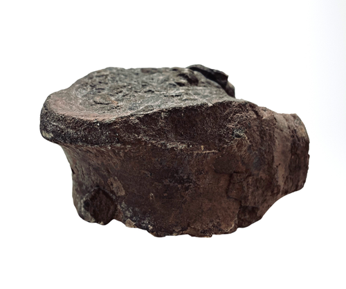 Tenontosaurus Vertebrae - Picture 6 of 6