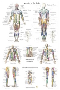 Anterior Posterior Muscle Anatomy Poster 24 X 36 Medical Image Is Loading Anterior Posterior Muscle Anatomy Poster 24 034 X