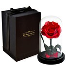 Forever Preserved Roses Beautiful Decoration Special Occasion Gift