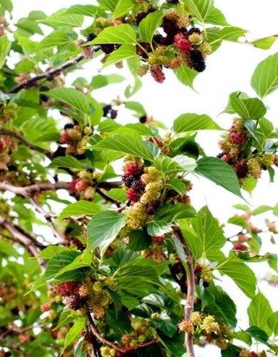 Everbearing Mulberry Tree Seedling (Morus Nigra) - Picture 5 of 10