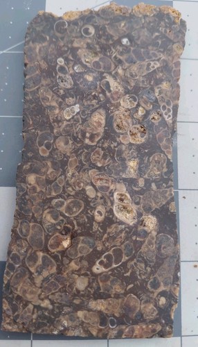 Turritella Achat Schnecke Fossil Platte Green River Formation Wyoming 66 Millionen Jahre alt - Bild 3 von 10