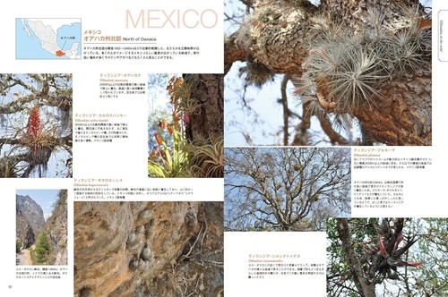 Tillandsia Air Plants Cultivation Guide New Edition Aqua Life Book Japanese - Picture 5 of 6