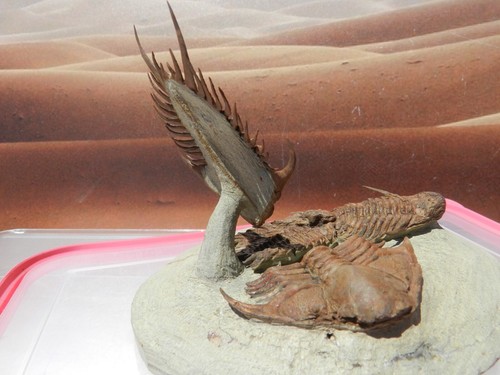 3x Ceraurus pleuraxanthemus on Plate & flying Trilobite Ordovician Morocco - Picture 7 of 10