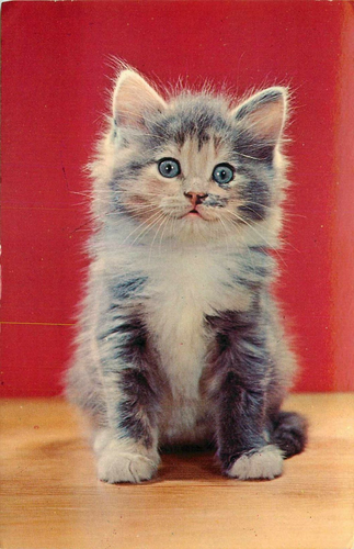 AK Einsames Kätzchen unbespielt - Bild 1 von 2