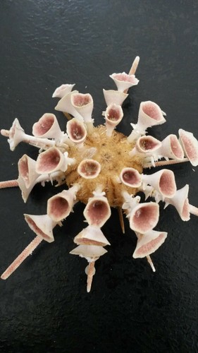 Rare Beautiful Goniocidaris Mikado Sea Urchin Current Bohol Philippines DD - Picture 5 of 11