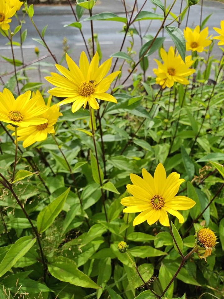 yellow Helianthus Plant Hardy Perennial Sunflower Tall 20 Bare Root