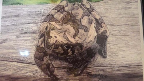 Toad Print Kate Trombley P3 - Picture 3 of 4