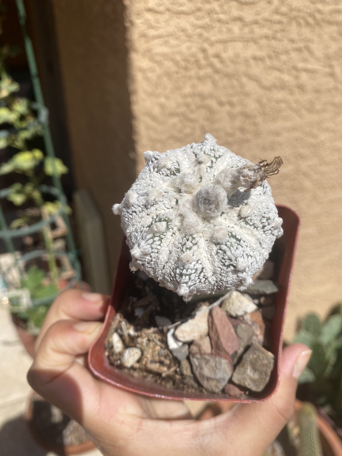 Picture 1 of 6
