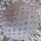 Picture 4 of 6