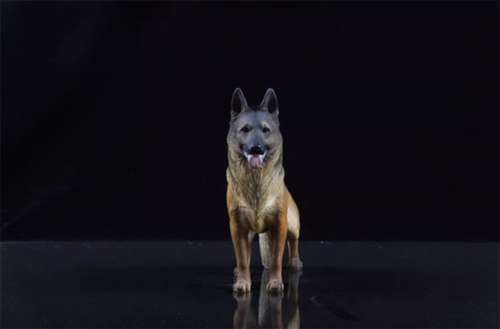 1:6 German Shepherd Dog  Statue Figure Animal Model Canidae Collector Toy Gift - Picture 19 of 20