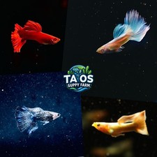 8 Pack Assorted Guppy - PURELINE FREESHIP Live Aquarium Fish - USA SELLER