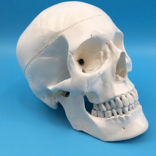 1:1 High Quality Skull Human Anatomical Anatomy Head Medical Bone Model  - Picture 8 of 12