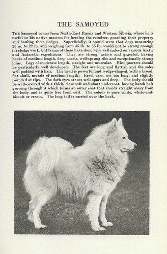 The Samoyed - CUSTOM MATTED - 1931 Vintage Dog Breed Art Print