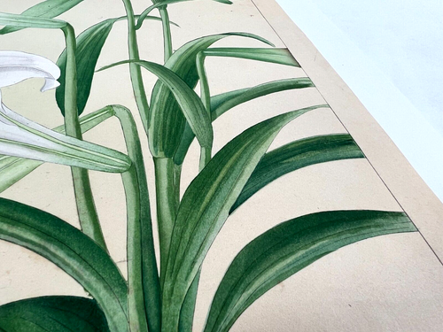 Japanese Woodblock Print “BERMUDA.LILY” Rakuzan 1931 Flower Vintage Original - Picture 10 of 10