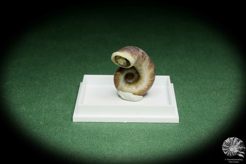 Rhiostoma smithi Südthailand Turmdeckelschnecke rezent Schnecke conch shell Deko - Bild 3 von 6