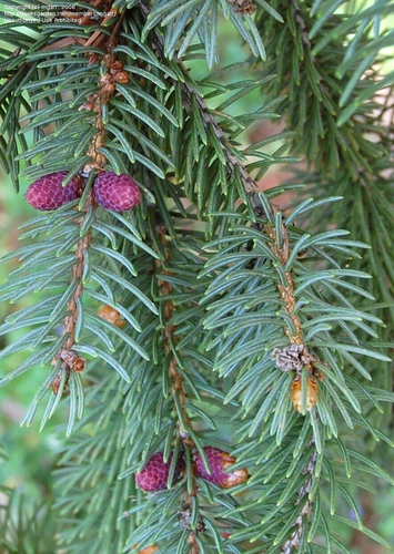 15 GRÜNE DRACHENFICHTENSAMEN - Picea Retroflexa - Bild 3 von 6
