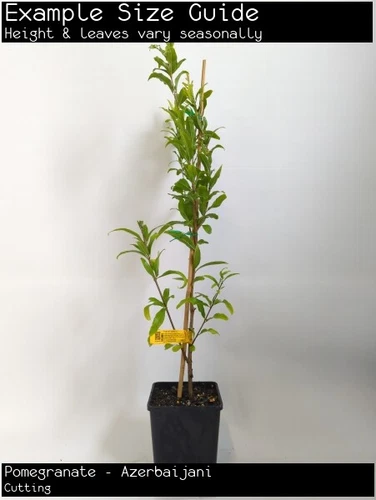 Pomegranate - Azerbaijani (Punica granatum) Fruit Tree Plant