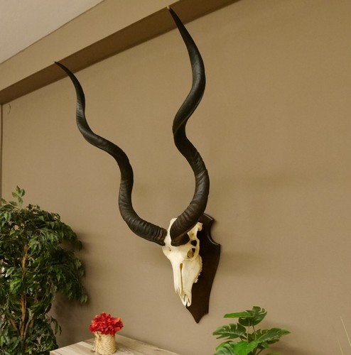Kudu (Tragelaphus Strepsiceros) Antílope Hl 123 CM Trofeo de Calavera Placa - Imagen 9 de 10