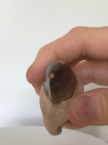 GENUINE/AUTHENTIC Prognathodon giganteus FOSSIL MOSASAUR TOOTH 110mm !! - Picture 15 of 18