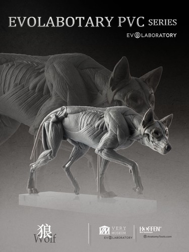 EVO Muskel Anatomie Wolf Modell Kunst Medizin Lehrtier Modell 1/8 - Bild 3 von 15