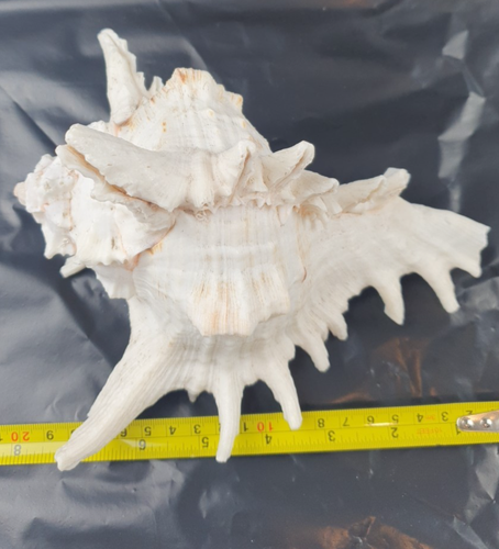 Large Natural White Murex Sea Shell Decorative Marine Shell - 20cm+ Coastal Home - Picture 10 of 15