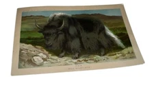 Arbuckle's Ariosa Coffee Explaining The Yak Victorian Trade Card 3"x5"