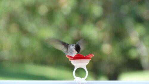 Hummingbird Ring Feeder Red Hand Feed Hummingbirds Right in Your Backyard NEW - Picture 2 of 7