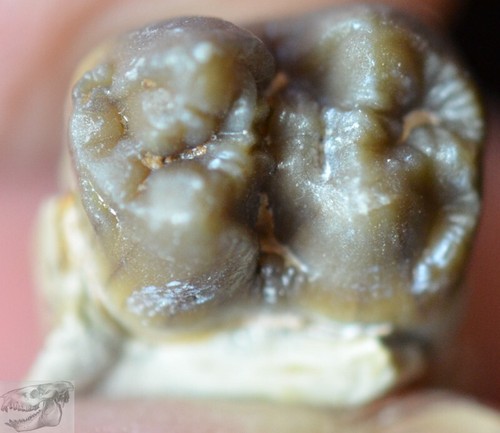 Rare Peccary Lower Tooth, Perchoerus Fossil, Oligocene, South Dakota, A285 - Picture 3 of 3