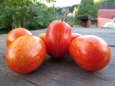 Silvoryi Polysati - great paste tomato