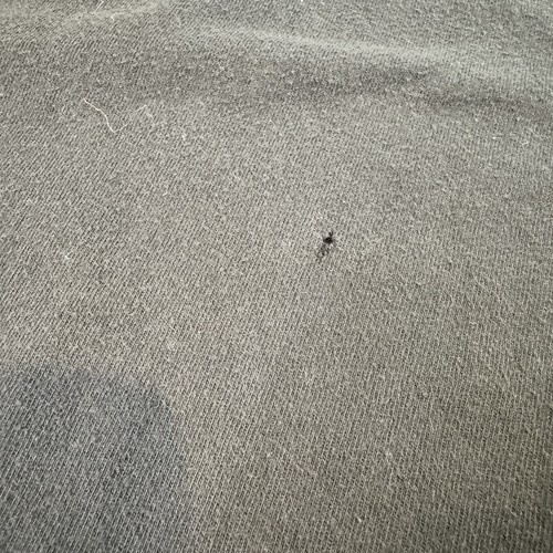 Supreme Butthole Surfers Rembrandt Pussyhorse T-Shirt Medium USA Black - Picture 6 of 9