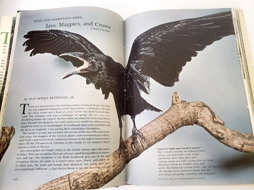 1964 National Geographic Society Song And Garden Birds Or North America Book - Picture 7 of 12