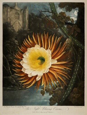 Temple of Flora : ''The Night-Blowing Cereus'' (1807) - Giclee Fine Art Print