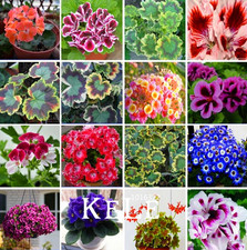 Rare Geranium Pelargonium Perennial Bonsai Flowers Plants 2021 New 100 PCS Seed