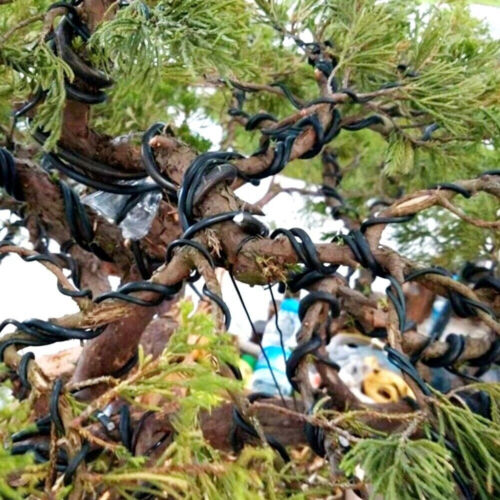 5m/10m Bonsai Draht aus eloxiertem Aluminium, Schwarz für deinen Bonsai - Picture 4 of 22