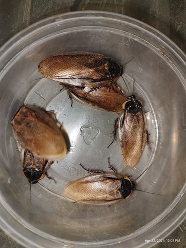 Headlamp Roach Nymphs 25+ Eublaberus serranus (Pantanal Roach) - Picture 3 of 5