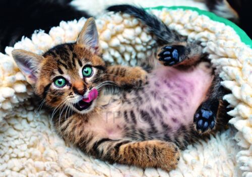 Rompecabezas Trefl 1000 Piezas Adulto Grande Alegre Lindo Gatito Alfombra Piso Rompecabezas NUEVO - Imagen 2 de 3