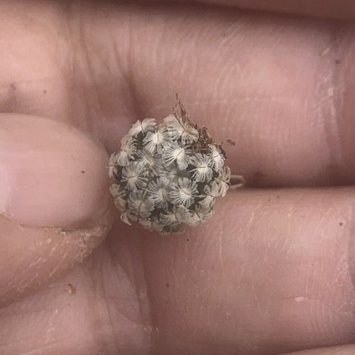 1CM Succulent Cactus Plant Mammillaria Sanchez-Mejoradae Cactaceae Home Garden - Afbeelding 4 van 12