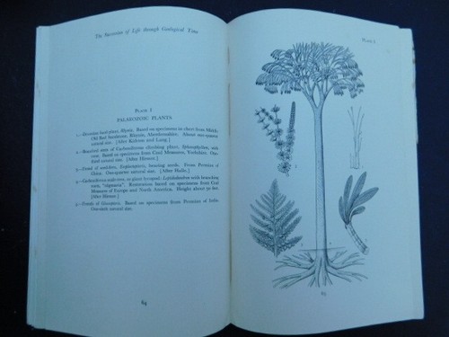 VINTAGE ROCK FOSSIL ZOOLOGY BOOK THE SUCCESSION OF LIFE THROUGH GEOLOGICAL TIME - Picture 6 of 16