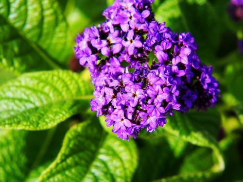Heliotrope Absolute, Heliotropium arborescens, Flower Extract, Perfume Perfumery - Bild 6 von 12