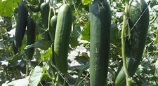 STRAIGHT 8 CUCUMBER! 8" LONG! CRISP & FRESH! 25 SEEDS! COMBINED S/H!
