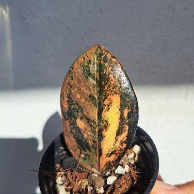 ZZ Rare Zamioculcas Zamiifolia Raven Orange Black Yellow Variegated Plant 12