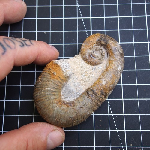 88mm Heteromorph Ancyloceras Cretaceous Fossil Ammonite - Picture 11 of 12