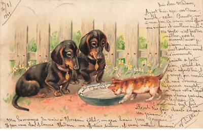 AHCP13-0074- TWO DACHSHUND DOGS AND A DACHSHUND KITTEN
