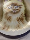 Vintage Norleans Japan Hand Painted Cat Plate Orange Tabby 1950’s Signed